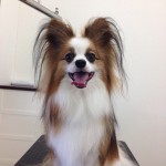 パピヨン　レオン君２６７